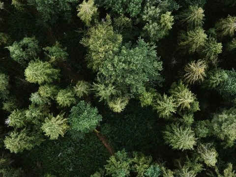 Désinsectisation & traitement de végétaux